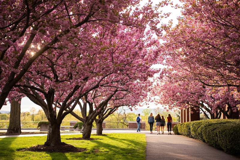 Campus Picture-Cherry Blossoms